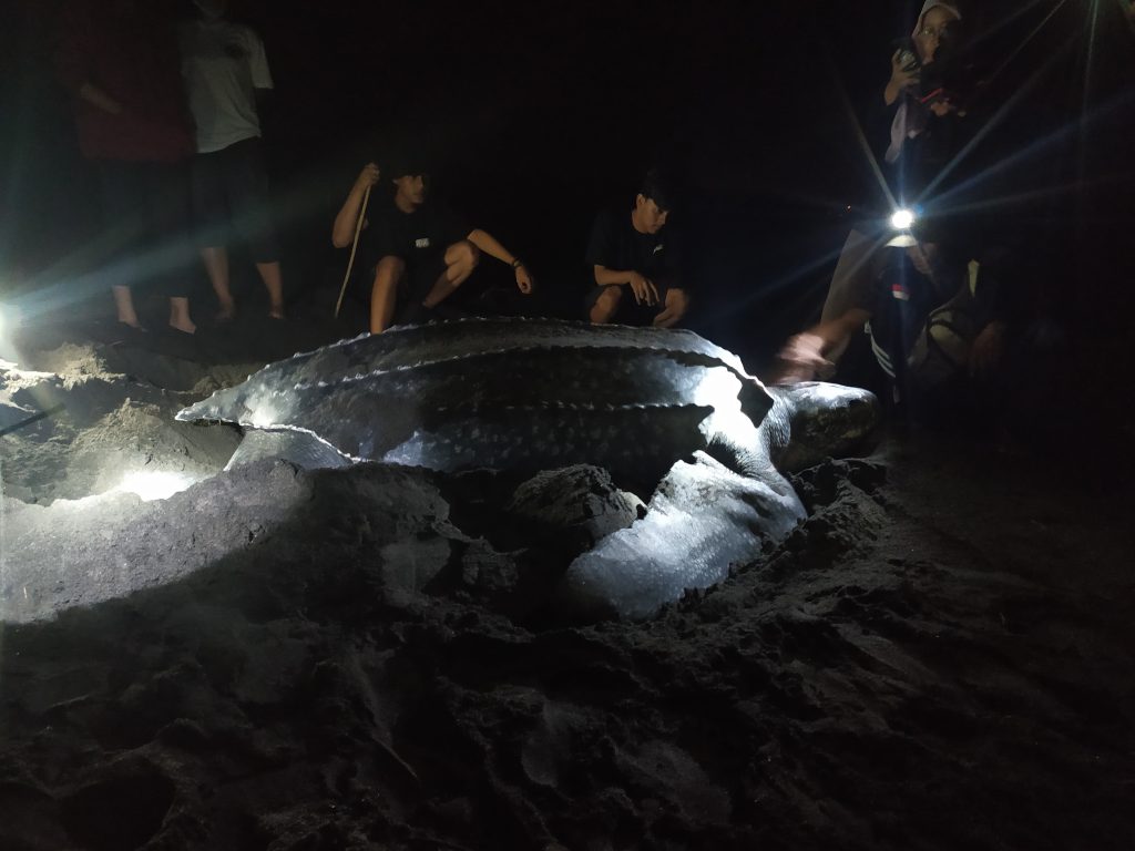 Support Sea Turtle Conservation in Pelangi Beach Yogyakarta
