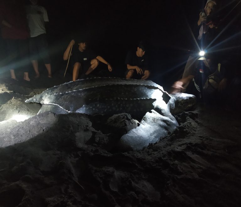 Support Sea Turtle Conservation in Pelangi Beach Yogyakarta