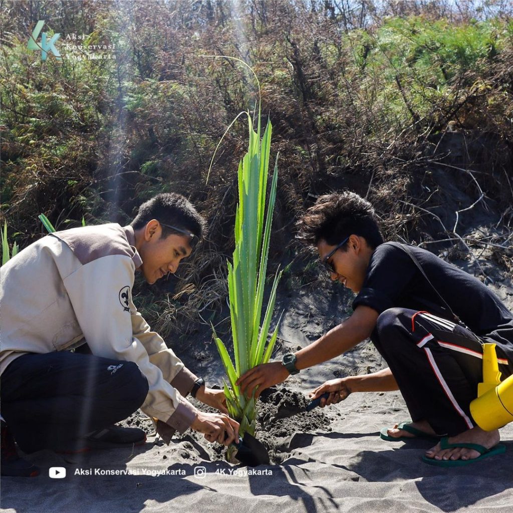 Penanaman Pandan Laut